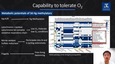 Multi-Omics Reveals Metabolically Versatile Bacterial Mercury Methylators in Marine Oxycline